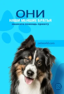 помощь животным